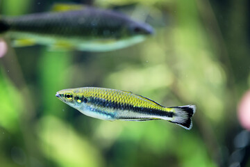 Ein Fundulidae, ein längsgestreifter Karpfen im Aquarium.