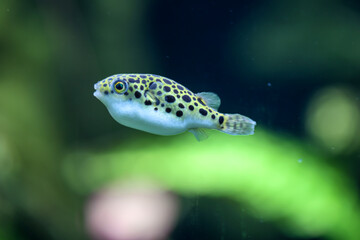 Ein kleiner Süßwasserkugelfisch im Aquarium. Sie ernähren sich von Schnecken....