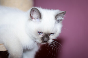 Portrait einer kleinen Britisch Langhaar Katze. Nahaufnahme eines Katzenbabys.
