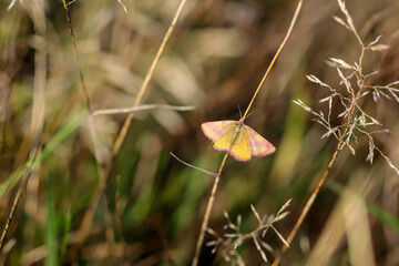 Porträt eines rot gebänderten Nachtfalters im Gras einer Wiese. Ein Schmetterling auf einer...