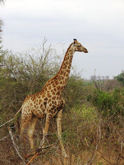 Jirafa.