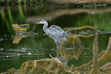 Czapla siwa (Ardea cinerea) na bagnie czatuje na zdobycz
