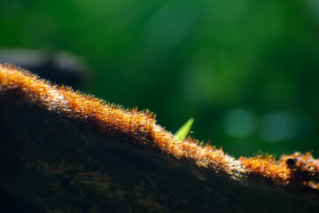 Trentepohlia aurea is a species of filamentous terrestrial green alga with a worldwide distribution.