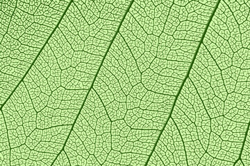 leaf texture, leaf background with veins and cells - macro photography - 564283546