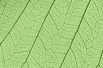 Photo sur Plexiglas Photographie macro leaf texture, leaf background with veins and cells - macro photography