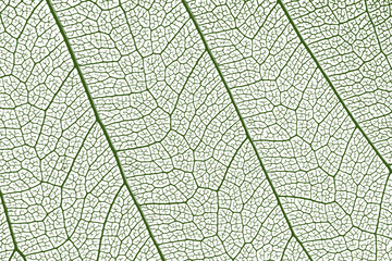 Naklejka na ściany i meble leaf texture, leaf background with veins and cells - macro photography