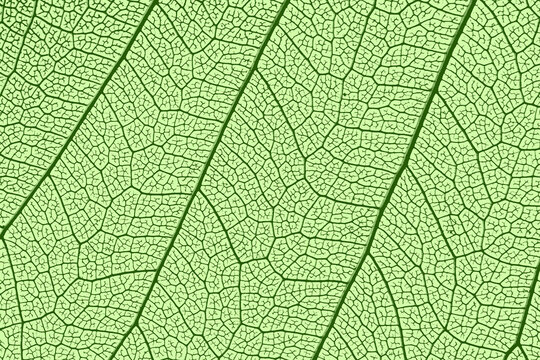 leaf texture, leaf background with veins and cells - macro photography