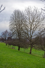 Orchard with apple trees, meadow and forest in the background at Swiss City of Zürich district Schwamendingen on a cloudy winter day. Photo taken January 14th, 2023, Zurich, Switzerland.