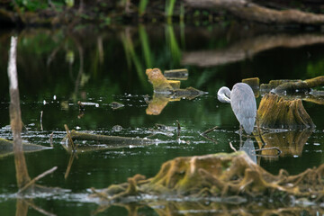 Czapla siwa (Ardea cinerea) na bagnie czatuje na zdobycz