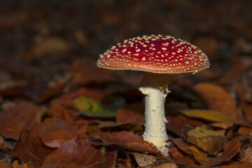 Fly Agaric (Amanita muscaria) amidts autumn leaves on the forest floor