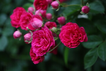 red rose bush