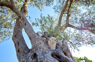 old olive trees  in Montenegro