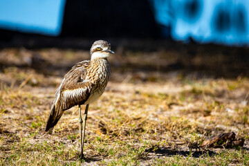 portrait of unique Bush Stone-Curlew (Burhinus grallarius) - characteristic bird of magnetic island near townswille in queensland, australia