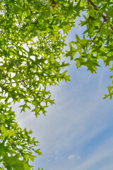 Fototapeta premium Sun shining through green leaves on blue sky background