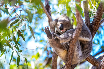 sweet wild koala sleeping on eucalyptus on kangaroo island in south australia, famous island full of koalas and wildlife