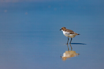Small colorful marine bird red-capped plover searching for the food on the beach during the low tide in whitehaven beach on whitsunday island in queensland