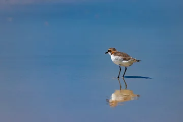 Photo sur Plexiglas Whitehaven Beach, île de Whitsundays, Australie Small colorful marine bird red-capped plover searching for the food on the beach during the low tide in whitehaven beach on whitsunday island in queensland