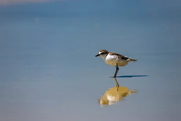 Crédence de cuisine en verre imprimé Whitehaven Beach, île de Whitsundays, Australie Small colorful marine bird red-capped plover searching for the food on the beach during the low tide in whitehaven beach on whitsunday island in queensland