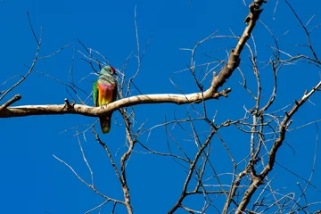 Papier Peint photo autocollant Whitehaven Beach, île de Whitsundays, Australie unique Rose-crowned Fruit Dove spotted in whitsunday island  colorful bird in queensland, australia