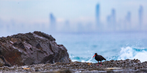 sooty oystercatcher on rocks at point danger overlooking massive skyscrapers in gold coast  gold coast skyline seen from point danger, queensland, panorama of gold coast © Lens Down Under