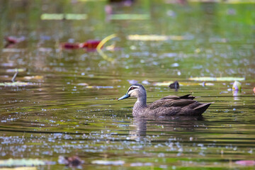 Beautiful pacific black duck swimming in the pond and showing a wing with colorful green feathers in Queensland Australia, tyto wetlands near ingham