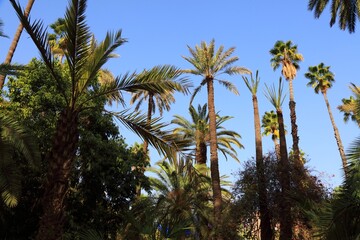 Palm trees of Le Jardin Majorelle in Marrakech