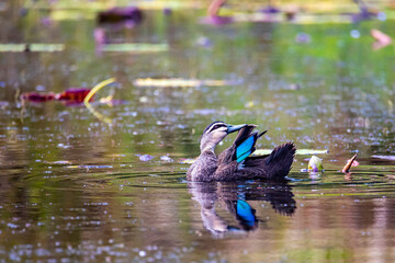 Beautiful pacific black duck swimming in the pond and showing a wing with colorful green feathers in Queensland Australia, tyto wetlands near ingham