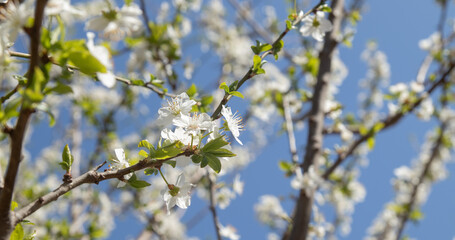 Spring bloom white flowers. Cherry blossom twigs