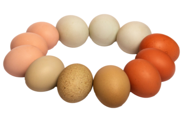 PNG vector file of a ring of farm fresh free range organic eggs with different colored shells.