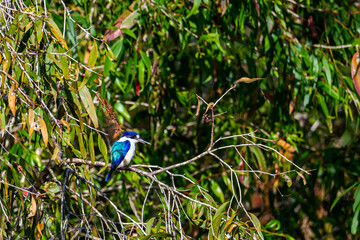 Forest kingfisher sitting on a branch in australian rainforest in northern queensland, colorful wild bird