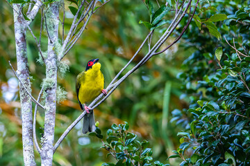 Beautiful colorful australasian figbird sitting on the branch and eating some red fruits. Bird was spotted in  atherton tablelands, Queensland, Australia