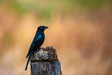 unique colorful bird spangled drongo sitting on the branch in atherton tablelands, queensland, australia, wildlife of australian rainforest