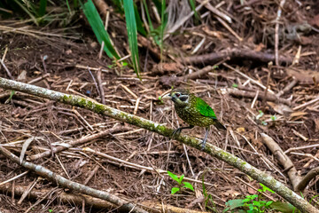 spotted catbird spotted in atherton tablelands, unique bird of australian rainforest in queensland