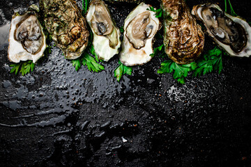 Fresh oysters with greens. On a black background.