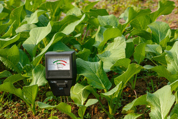 Soil meter for checking the pH in the soil of vegetable plant. Agricultural technology concept