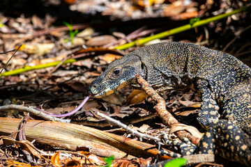 	
Lace monitor (monitor lizard, goanna) basking in the sun met in the Daintree Rainforest in Tropical North Queensland, Australia, wildlife of daintree
