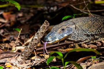 	
Lace monitor (monitor lizard, goanna) basking in the sun met in the Daintree Rainforest in Tropical North Queensland, Australia, wildlife of daintree
