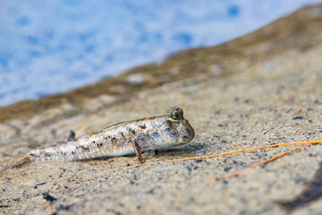 Close-up on a beautiful mudskipper (oxudercinae) in daintree rainforest national park in queensland, australia; the unique wildlife of daintree tropical rainforest