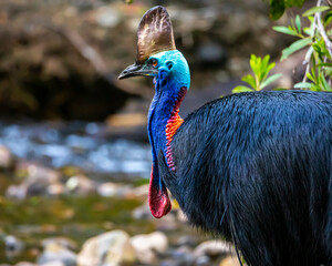 mighty southern cassowary seen up close in daintree rainforest national park in queensland,...