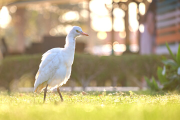 White cattle egret wild bird, also known as Bubulcus ibis walking on green lawn in summer