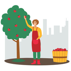 The woman gathering apples, urban garden. City silhouette