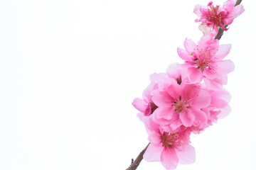 Fototapeta na wymiar 白背景のクローズアップした満開の桃の花（ハナモモ）