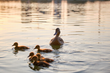 Wild duck family of mother bird and her chicks swimming on lake water at bright sunset. Birdwatching concept
