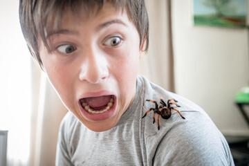 The boy screams in horror when he sees a huge spider crawling on the shoulder. brave boy plays with...