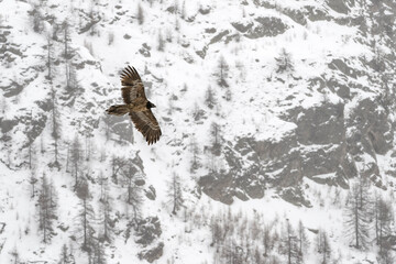 Flying over the Alps mountains, the bearded vulture (Gypaetus barbatus)