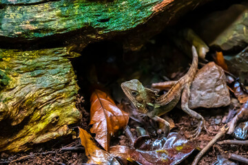 Portrait of Boyd's forest dragon standing motionless on the path in Daintree Rainforest, Tropical North Queensland, Australia