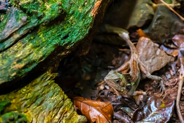 Portrait of Boyd's forest dragon standing motionless on the path in Daintree Rainforest, Tropical North Queensland, Australia