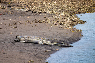 massive saltwater crocodile resting on the sand on the bank of the mowbray river near daintree...