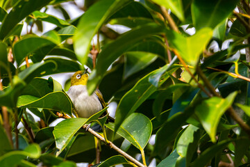 cute little australian yellow white-eye bird hiding among lush foliage in atherton tablelands, amazing colorful wildlife queensland, australia