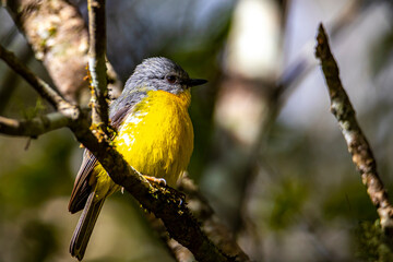 eastern yellow robin spotted in atherton tablelands rainforest in queensland, australia; cute wildlife of tropical queensland
